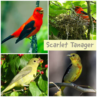Scarlet Tanager